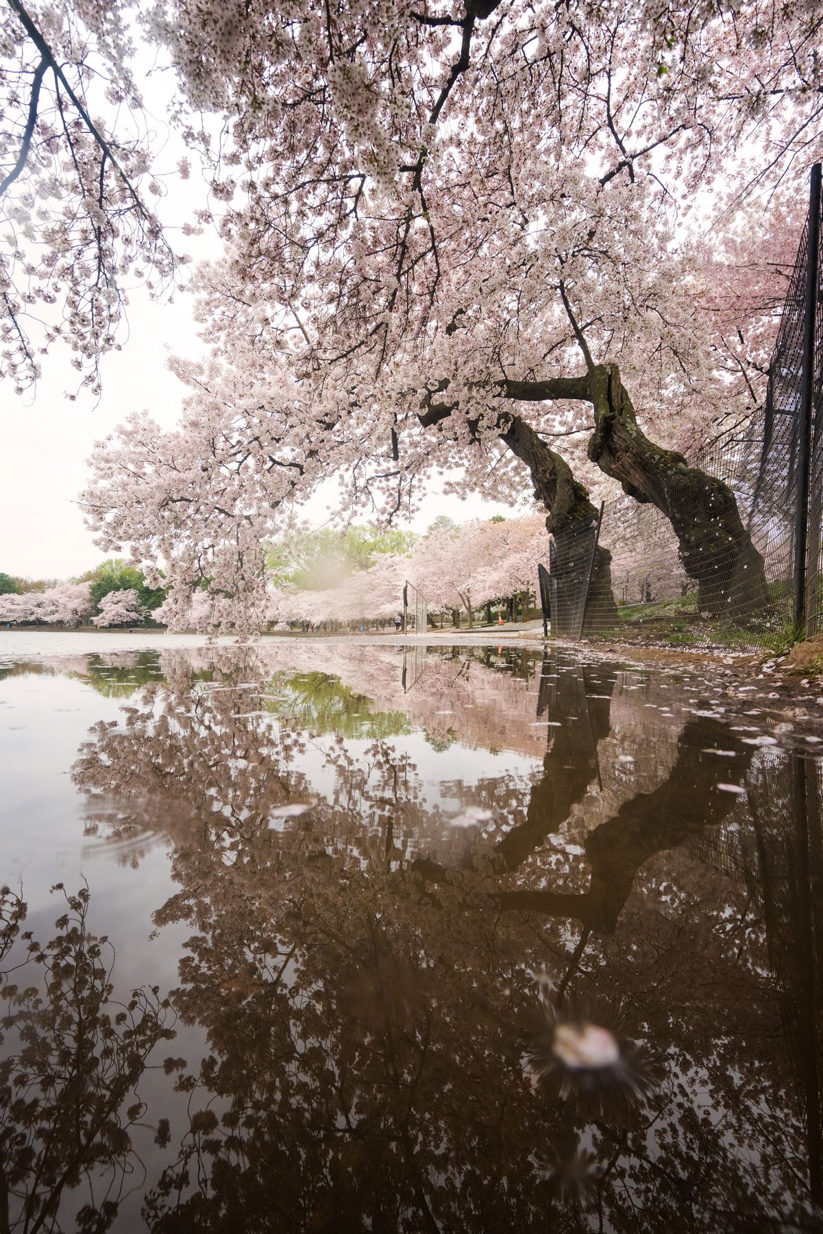 🏞️ 순채 연못 녹지(준사이이케료쿠치) 이미지 6